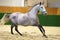 Running lipizzaner horse in empty riding hall