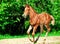 Running little chestnut foal