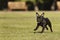 Running lovely young female of staffordshire bull terrier