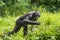 Running male Bonobo in natural habitat. Green natural background. The Bonobo ( Pan paniscus)