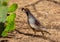 Running Male Gambel`s Quail