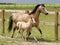 Running Mare and Foal