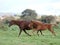 Running Mare and Foal