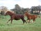 Running Mare and Foal