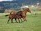 Running Mare and Foal