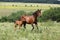 Running Mare With Foal