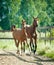 Running mare with foal