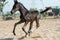 Running Marwari black colt in paddock. India