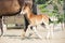 Running Marwari chestnut colt in paddock. India