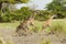 Running Masai giraffes