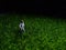 Running Mini Figure man in the night at fresg green grass
