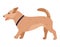 Running mongrel dog with a collar and protruding tongue, profile view. Vector isolated flat illustration of a domestic