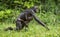 Running Mother and Cub of chimpanzee Bonobo in natural habitat. Green natural background.