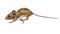 Running mouse isolated on white background