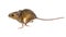 Running mouse on white background