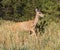 Running mule deer female