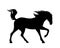 Running mustang horse black vector silhouette