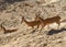 Running Nubian ibexes Capra nubiana sinaitica in Negev desert of southern Israel. Hot summer