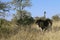 Running ostrich in Africa