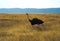 Running Ostrich in Ngorongoro Crater, Tanzania