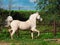 Running palomino horse in paddock