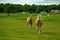 Running Palomino horses in the lush green meadow