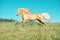 Running palomino welsh pony with long mane posing at freedom