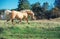 Running palomino welsh pony with long mane posing at freedom