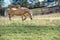 Running palomino welsh pony with long mane posing at freedom