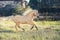 Running palomino welsh pony with long mane posing at freedom