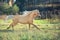 Running palomino welsh pony with long mane posing at freedom