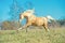 Running palomino welsh pony with long mane posing at freedom