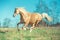 Running palomino welsh pony with long mane posing at freedom