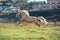 Running palomino welsh pony with long mane posing at freedom