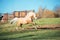 Running palomino welsh pony with long mane posing at freedom