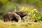 Running in pampas. Anteater, cute animal from Brazil. Giant Anteater, Myrmecophaga tridactyla, animal long tail and log muzzle nos