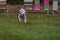 Running pitbull dog on green grass meadow in winter day