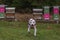 Running pitbull dog on green grass meadow in winter day