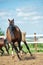 Running and playing young horses in paddock. spring season