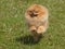 Running pomeranian dog