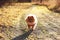 Running pomeranian dog. Cute dog