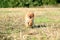 Running pomeranian dog. Portrait of cute pomeranian dog. Autumn dog. Dog in field