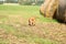 Running pomeranian dog. Portrait of cute pomeranian dog. Autumn dog. Dog in field