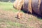 Running pomeranian dog. Portrait of cute pomeranian dog. Autumn dog. Dog in field