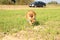 Running pomeranian dog. Portrait of cute pomeranian dog. Autumn dog. Dog in field