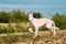 Running Puppy Of Russian Wolfhound Hunting Sighthound Russkaya Psovaya Borzaya Dog