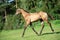 Running purebred akhalteke foal in huge grass  paddock