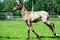 Running purebred akhalteke foal in the paddock