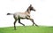 Running purebred akhalteke foal at white background