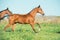 Running purebred akhateke  foals  in meadow